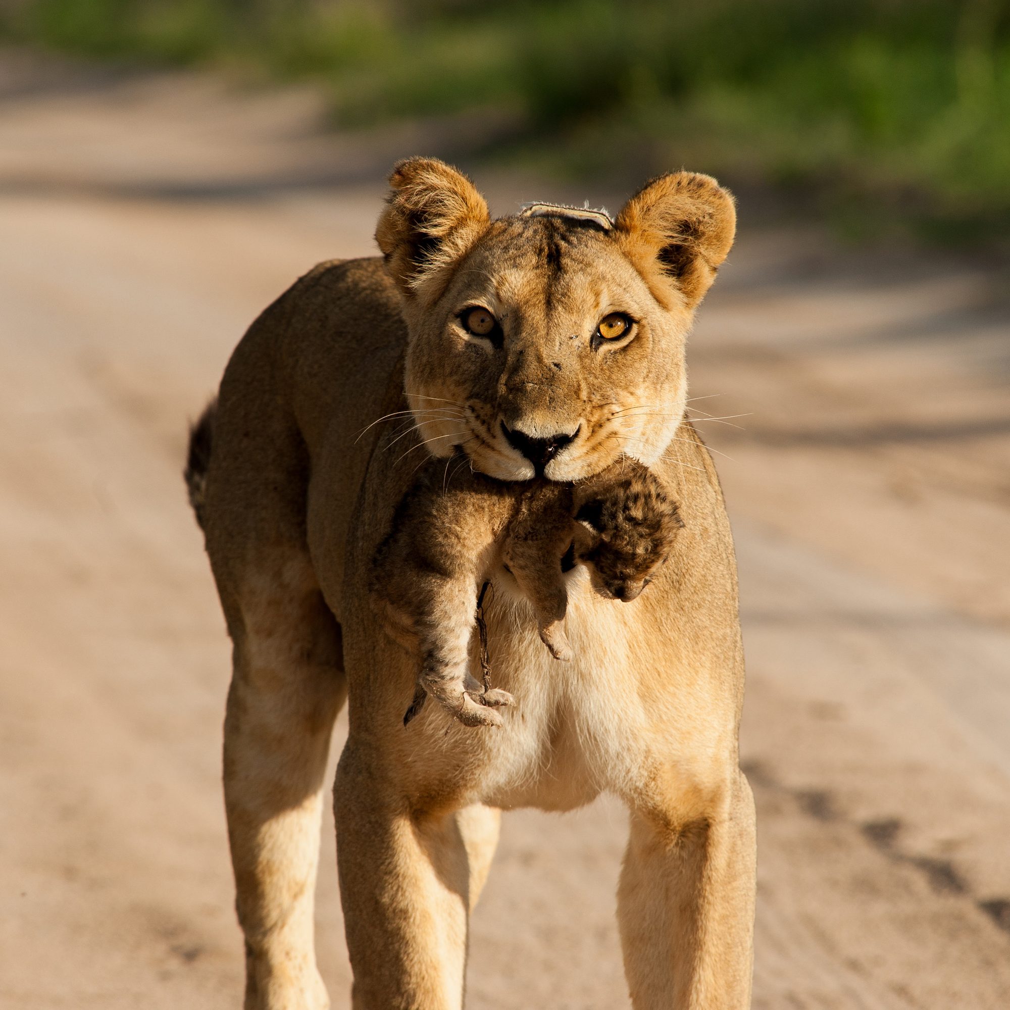 Lioness carrying her cub, Botswana
