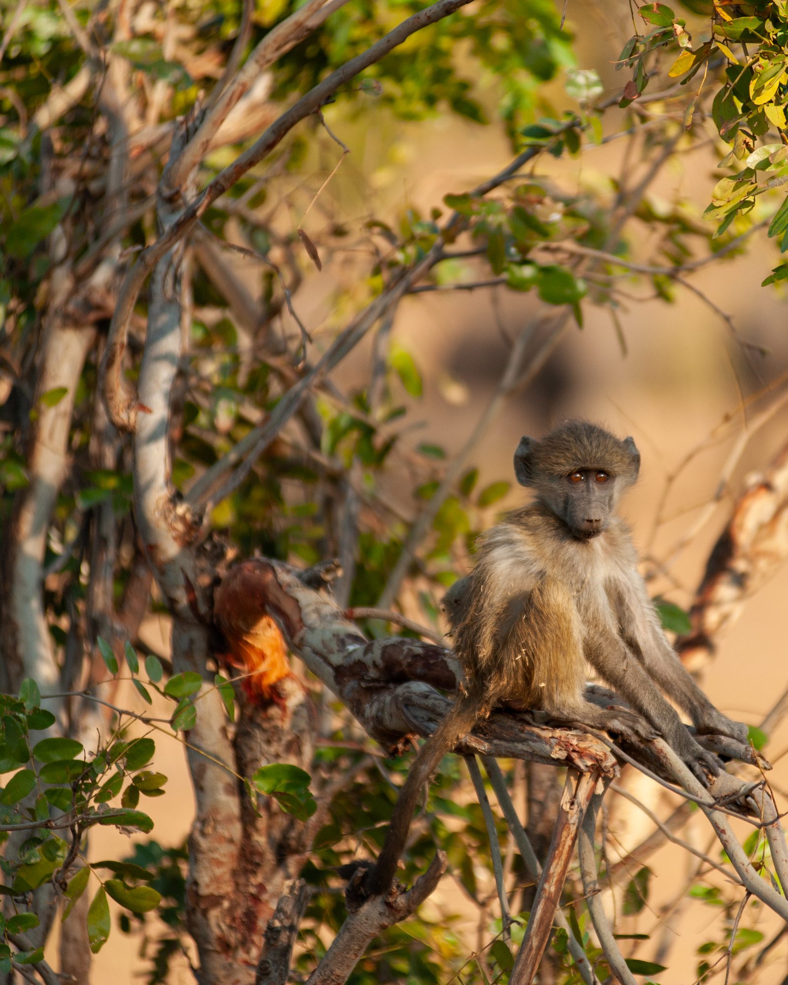 Baboon, Botswana