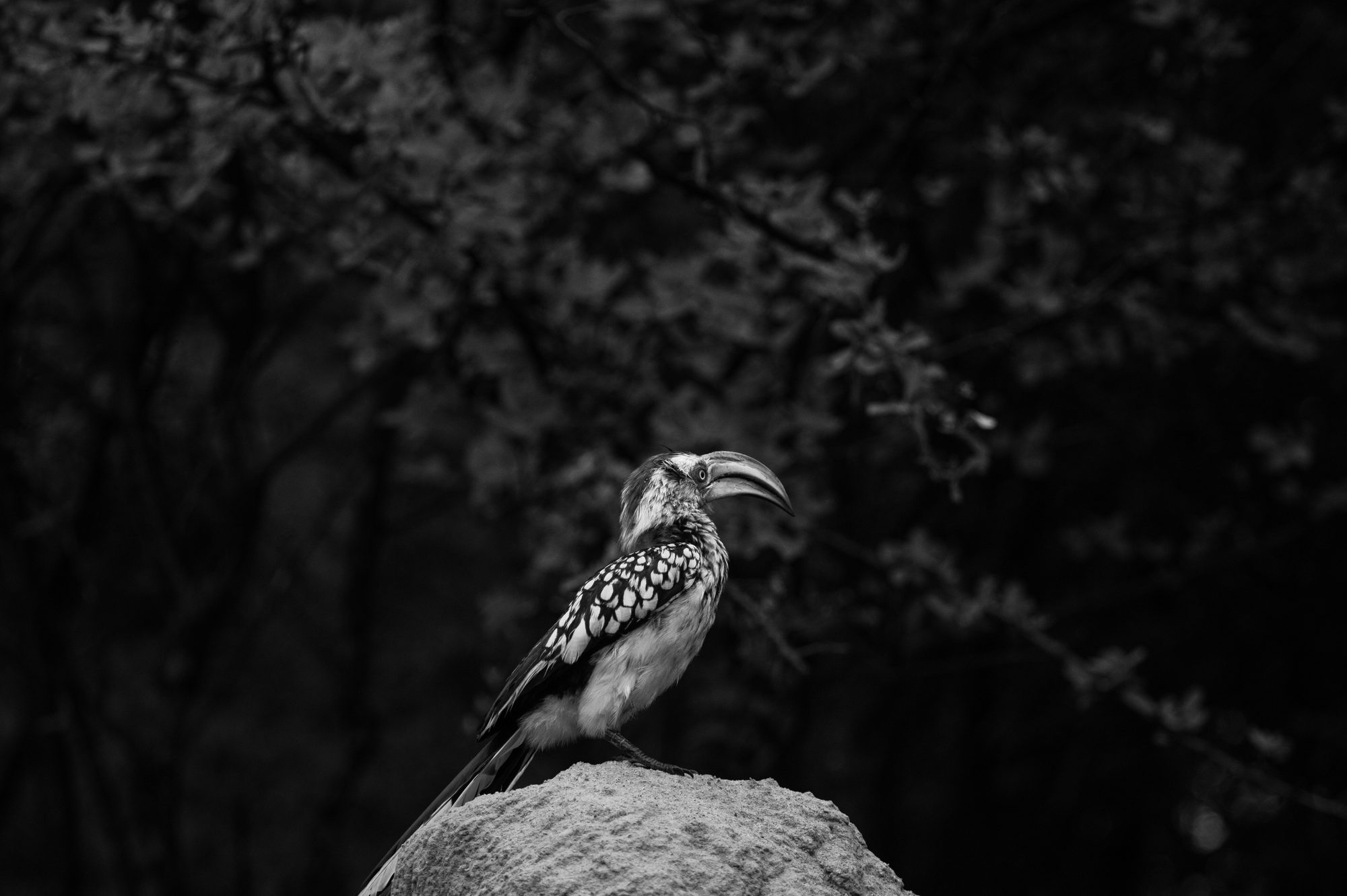 Yellow-billed hornbill, Botswana
