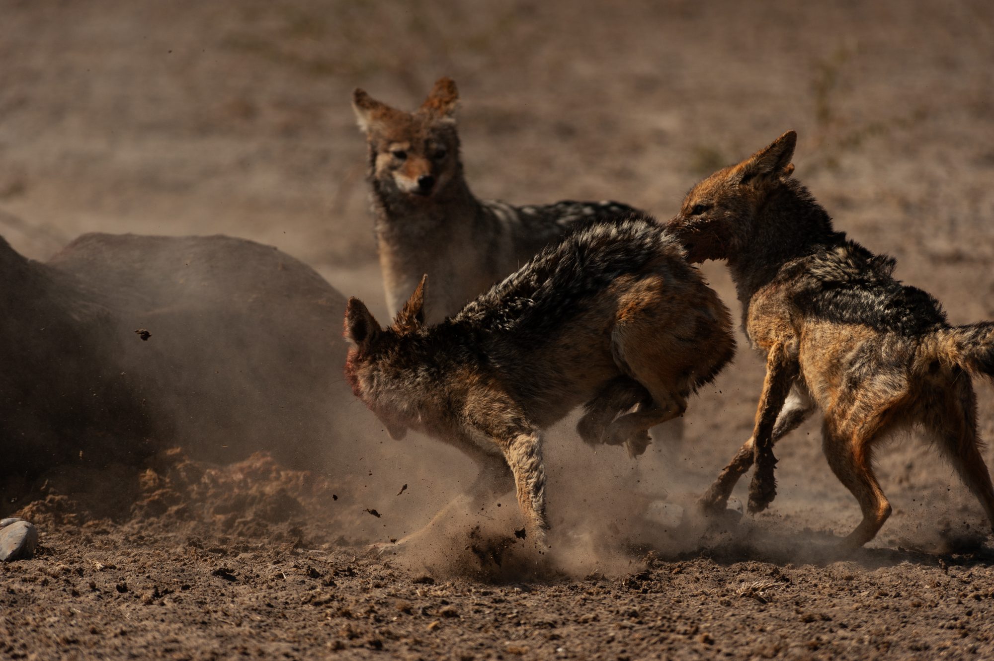 Jackals, Botswana