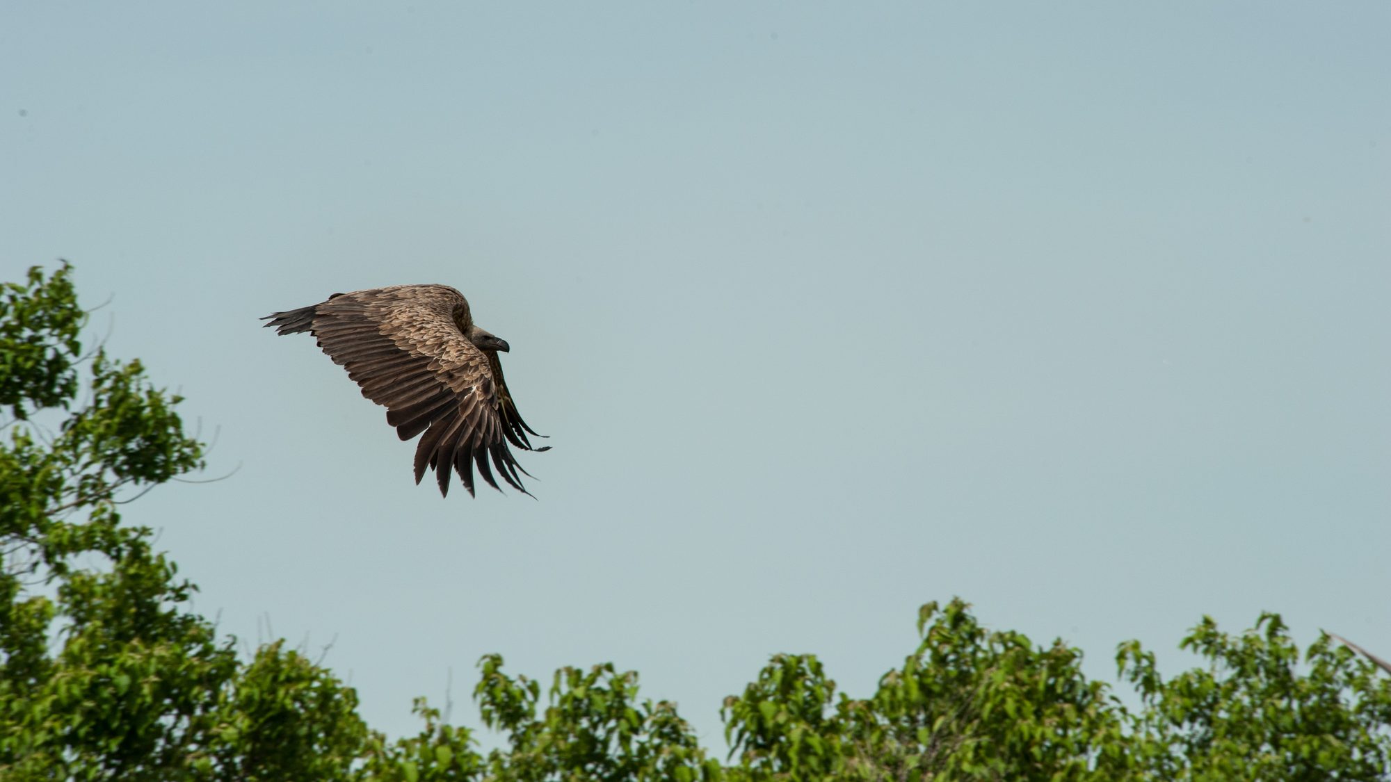Vulture in flight, Botswana